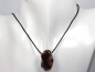 Preview: fire agate with cord or silver 925