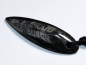 Preview: orthoceras with cord
