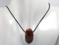 Preview: sardonyx with cord or silver 925