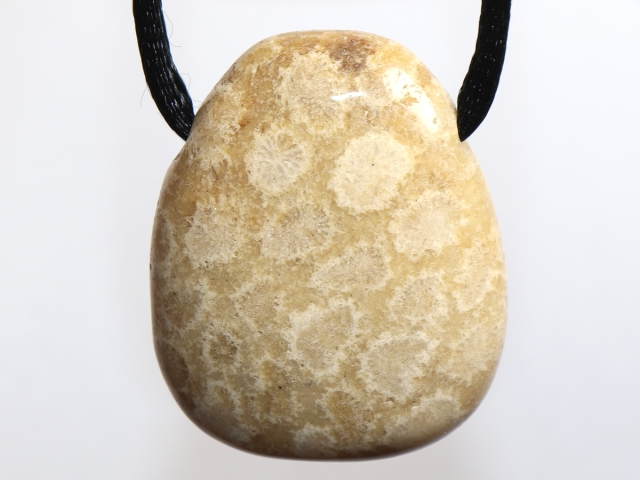 fossilized coral with cord or silver 925