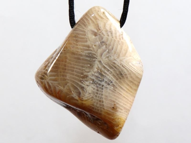 Fossilized coral on cord