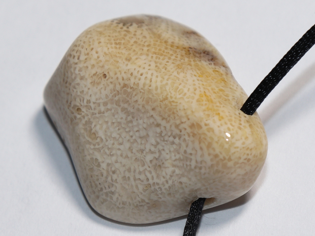 Preview: versteinerte Koralle mit Band oder Silber 925