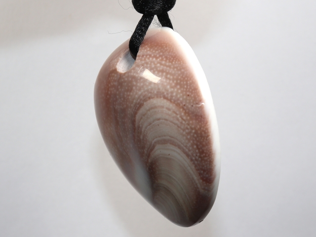 operculum with cord