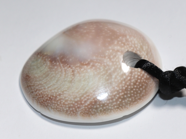 operculum with cord
