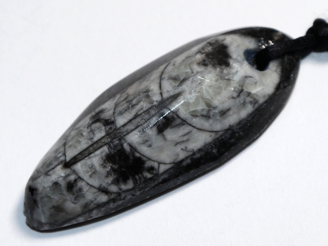 orthoceras with cord