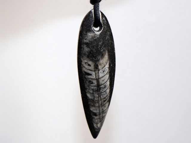 orthoceras with cord