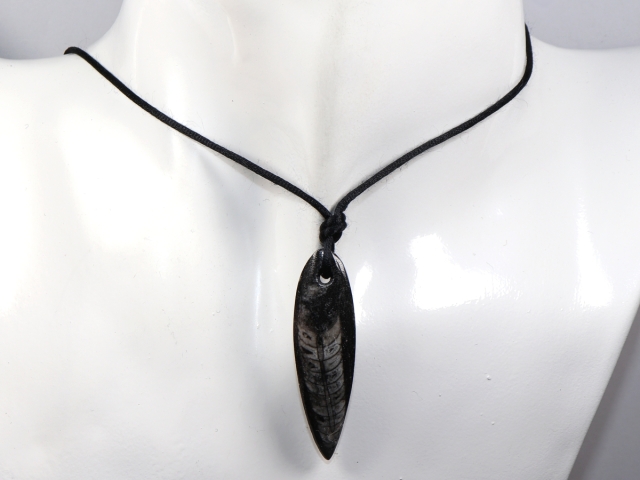 orthoceras with cord