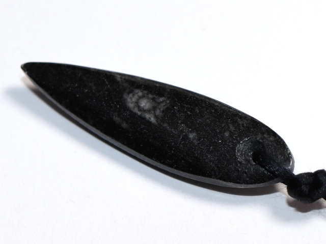 orthoceras with cord