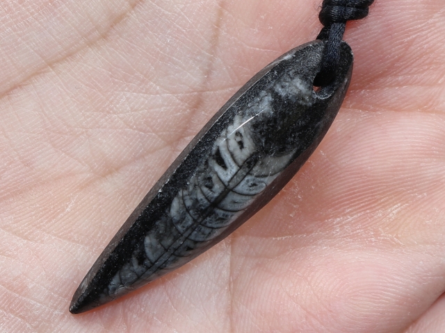 orthoceras with cord