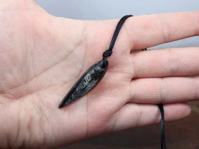 orthoceras with cord