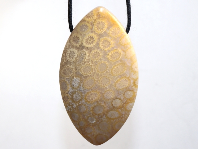 fossilized coral with cord or silver 925