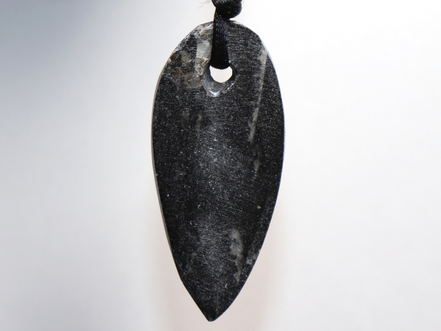 Preview: Orthoceras mit Band