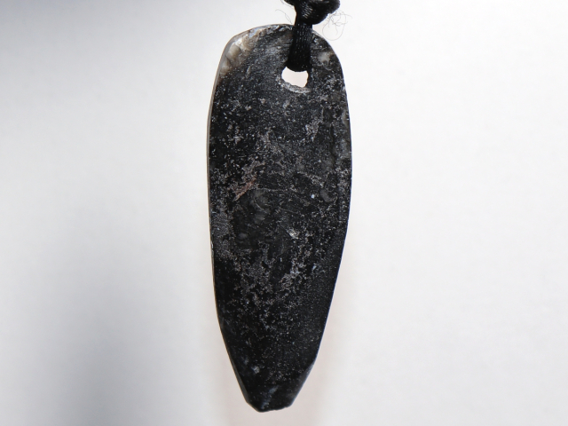 Preview: Orthoceras mit Band