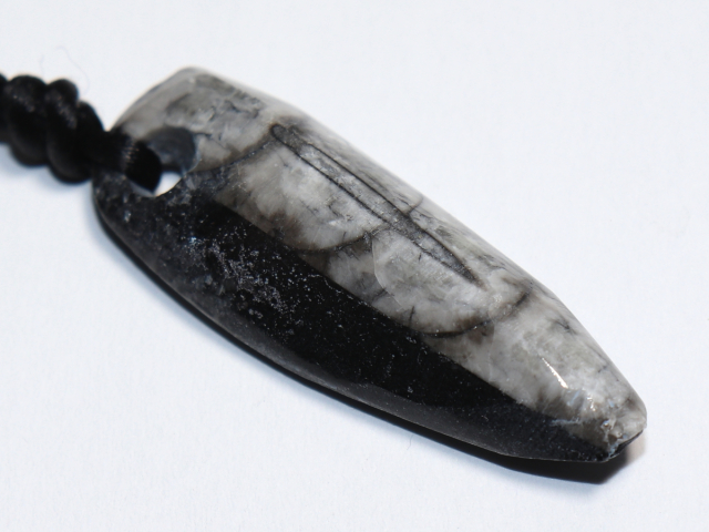 orthoceras with cord