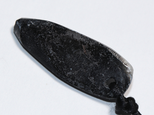 orthoceras with cord