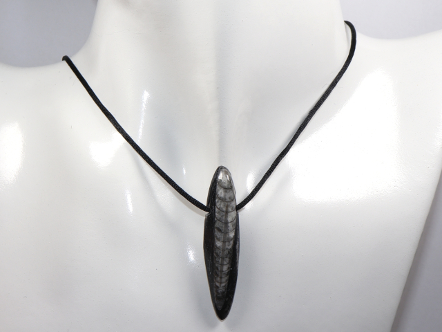 Preview: Orthoceras mit Band oder Silber 925