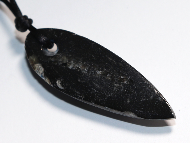 orthoceras with cord