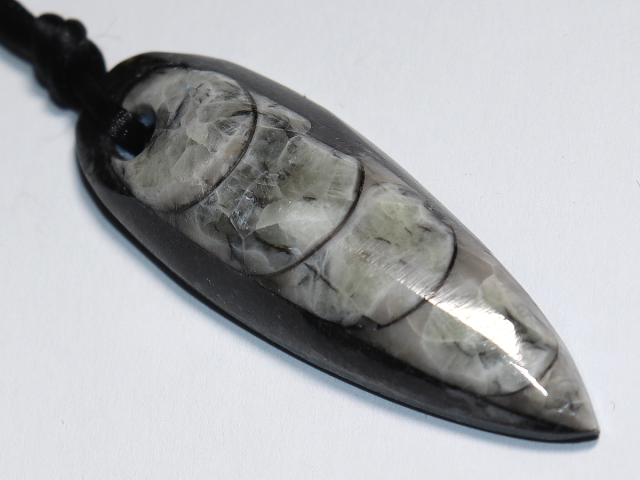 orthoceras with cord