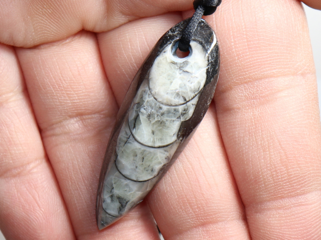 orthoceras with cord