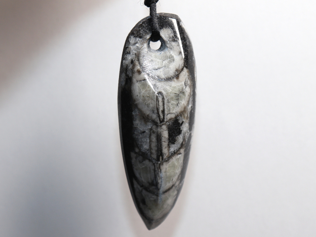 Preview: Orthoceras mit Band