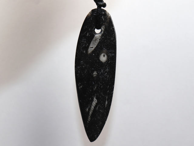 Preview: Orthoceras mit Band