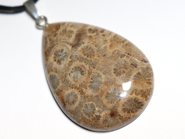 fossilized coral with cord or silver 925