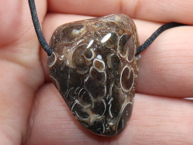Turritella agate with cord or silver 925