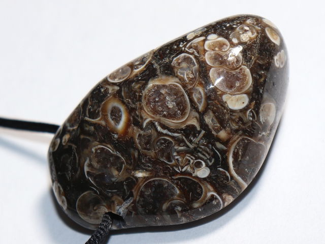 Preview: Turritella agate with cord or silver 925