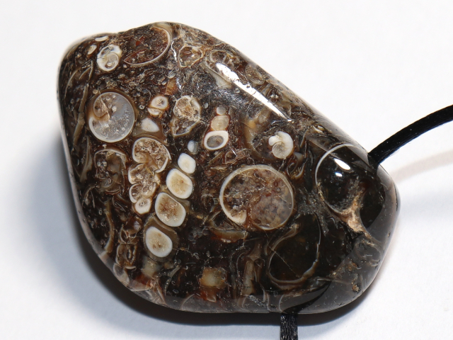 Turritella agate with cord or silver 925
