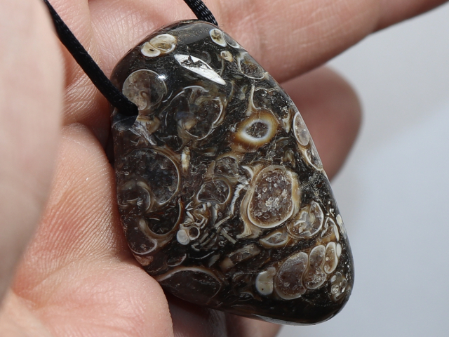 Turritella agate with cord or silver 925
