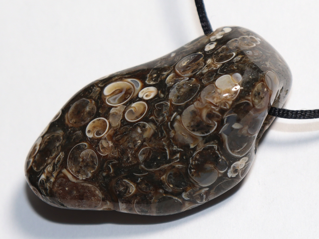 Turritella agate with cord or silver 925