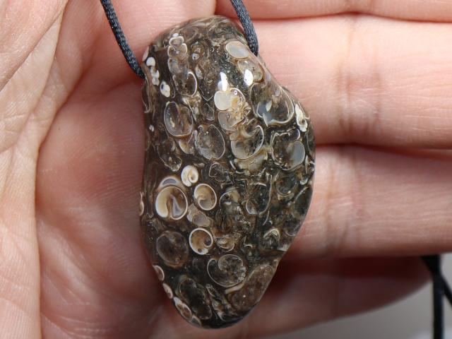 Turritella agate with cord or silver 925