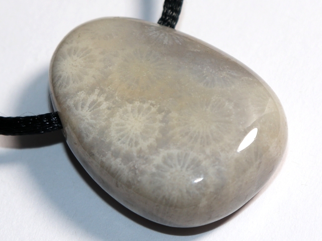 fossilized coral with cord or silver 925