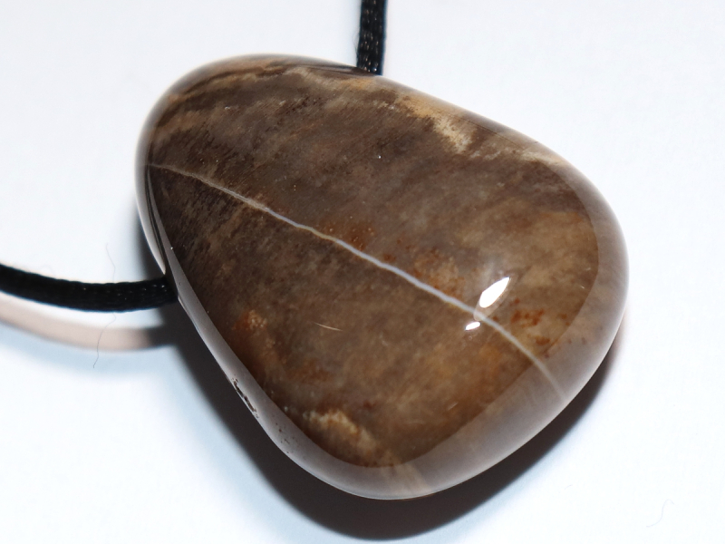 versteinertes Holz mit Band oder Silber 925