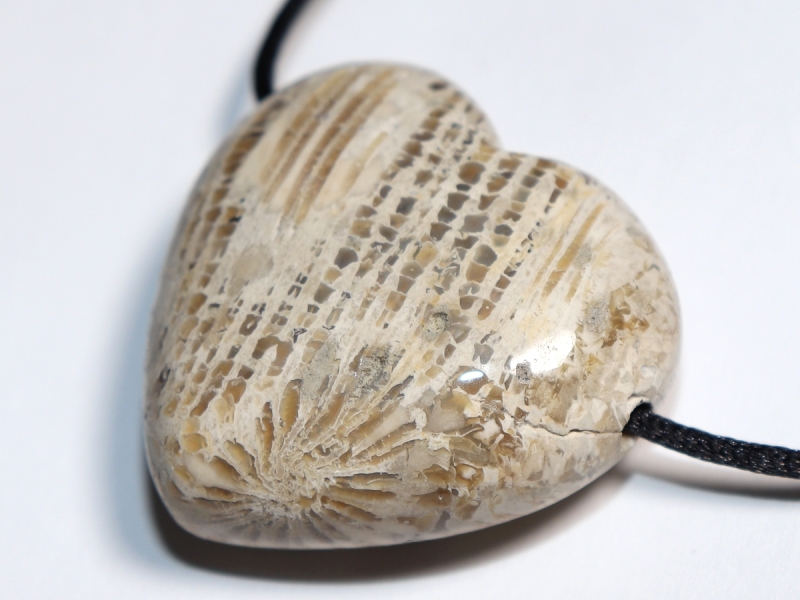 fossilized coral with cord or silver 925