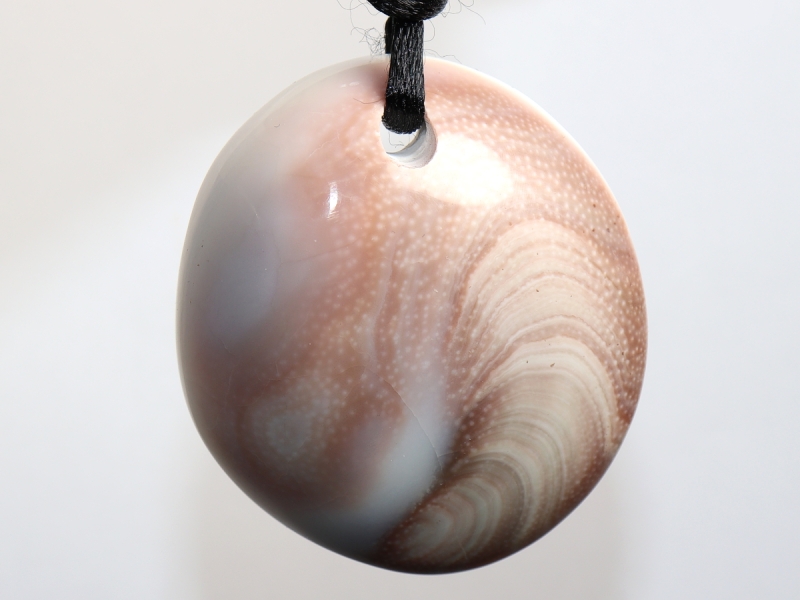 operculum with cord