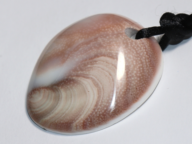 operculum with cord