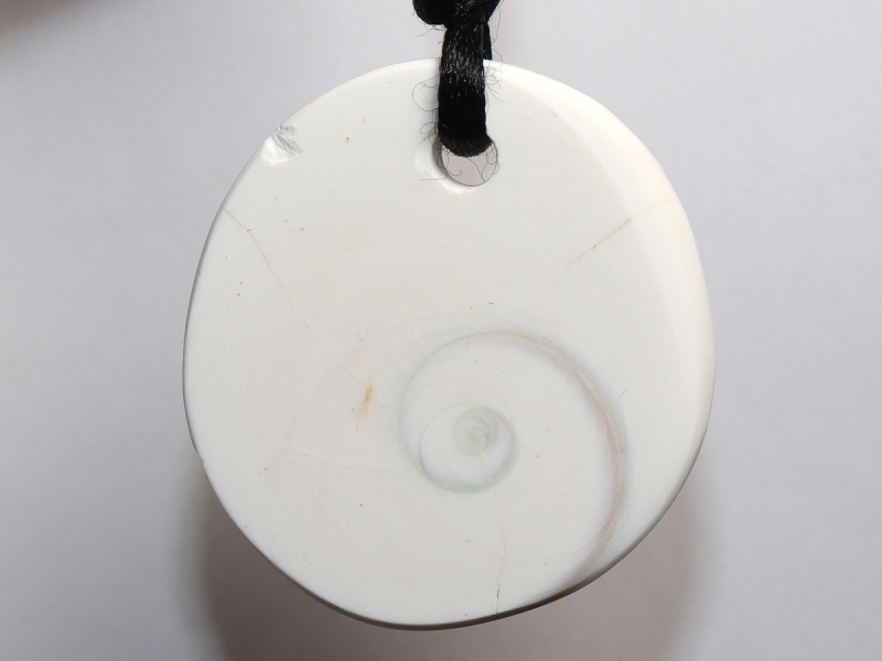 operculum with cord