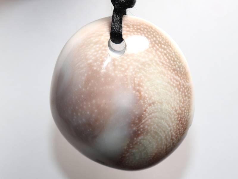 operculum with cord