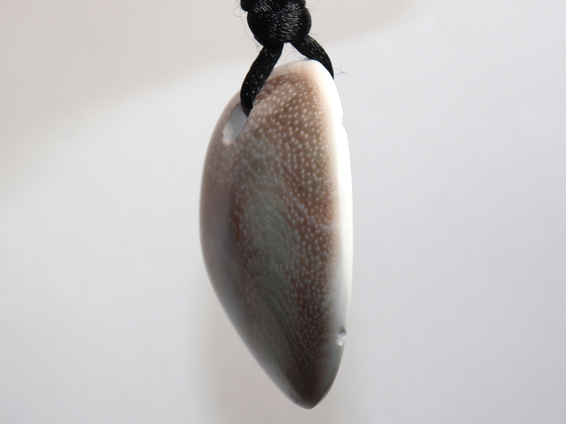 operculum with cord