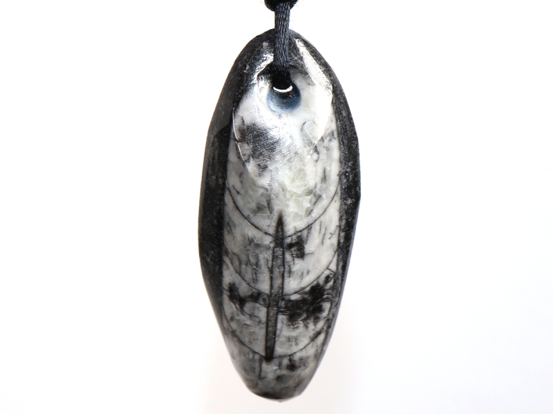 orthoceras with cord