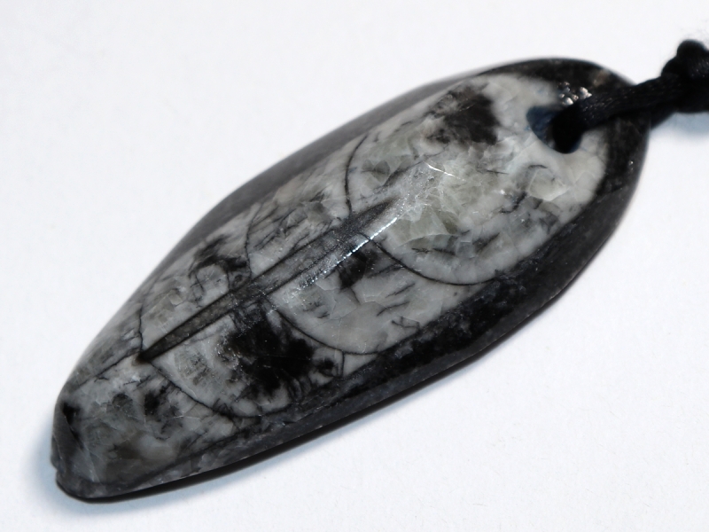 orthoceras with cord