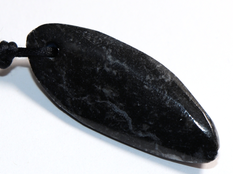 orthoceras with cord