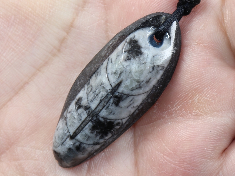 orthoceras with cord