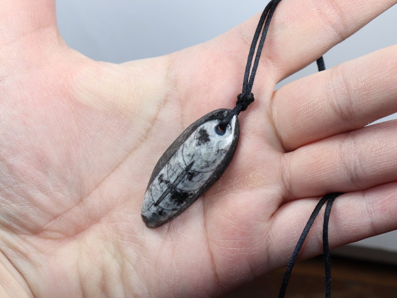 orthoceras with cord