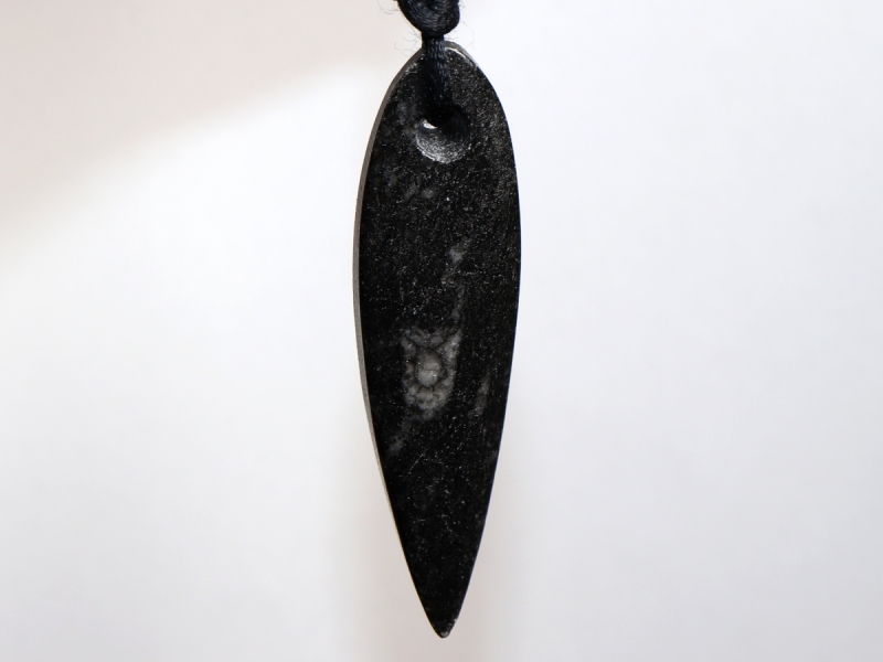orthoceras with cord