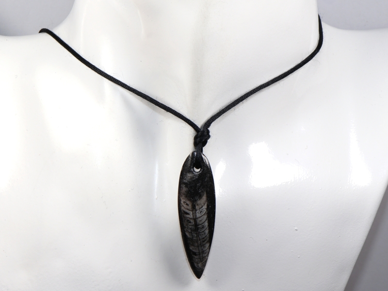 orthoceras with cord