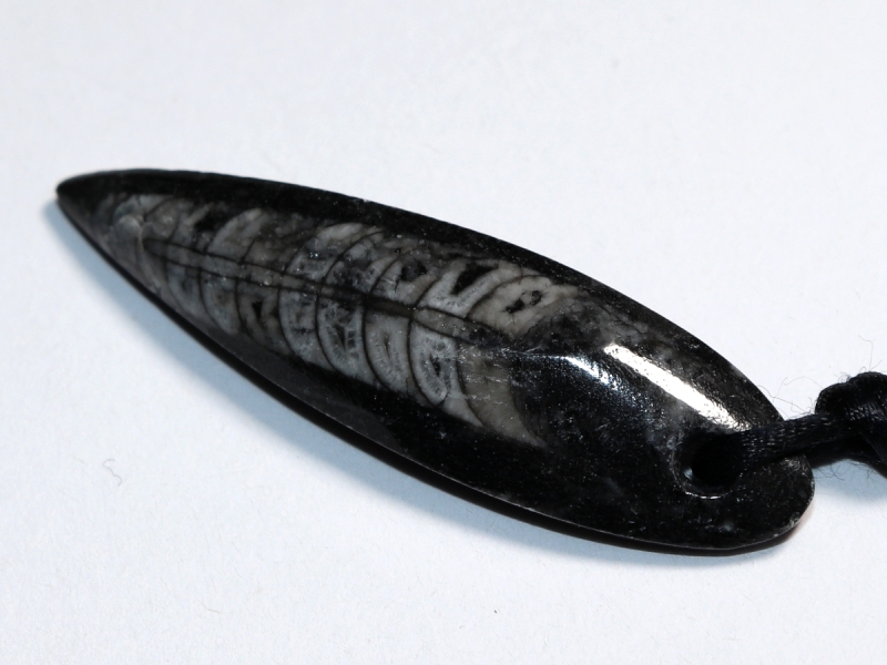 orthoceras with cord