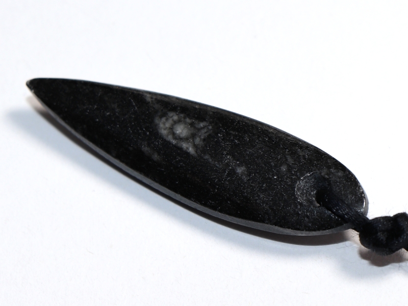 orthoceras with cord