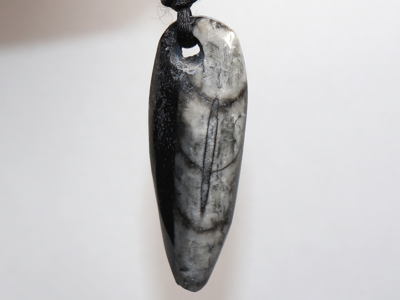 orthoceras with cord